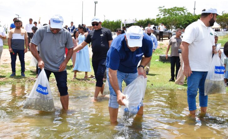 Peixamento: 350 mil alevinos nativos do São Francisco soltos em Sergipe